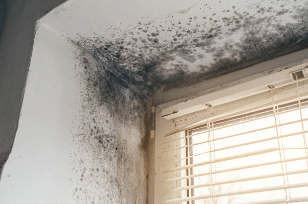 Affordable Mold Cleanup solutions in Hinsdale, IL
